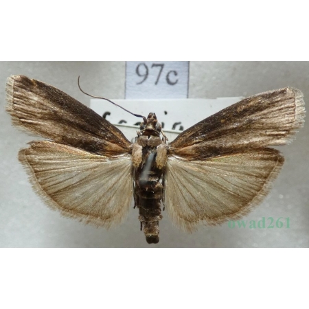 Sciota fumella (Eversmann, 1844) Czech97c